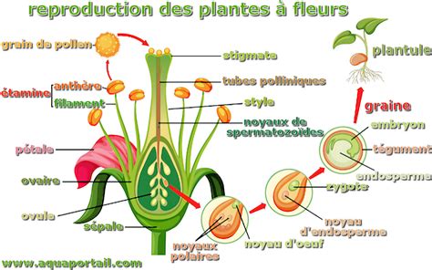  La Guaca: Un Mythe Millénaire sur l'Origine des Plantes!